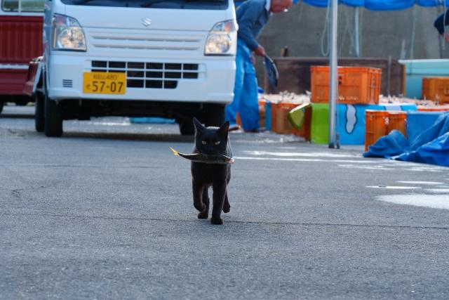 逢井漁港の猫