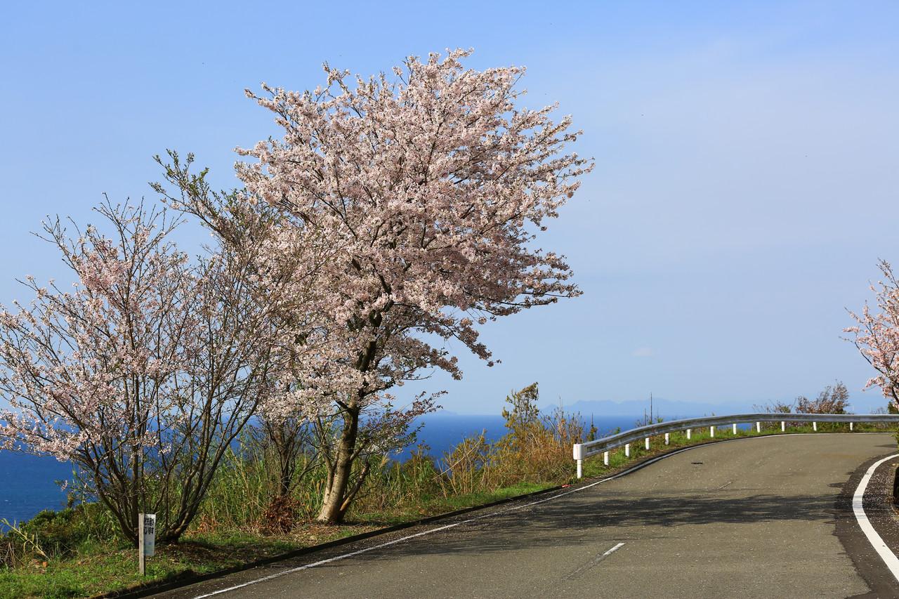 みかん海道と桜