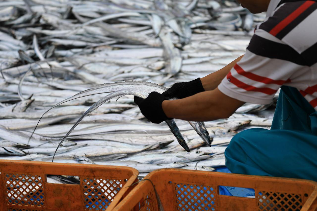 太刀魚漁獲量日本一