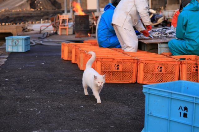 逢井漁港の猫たち