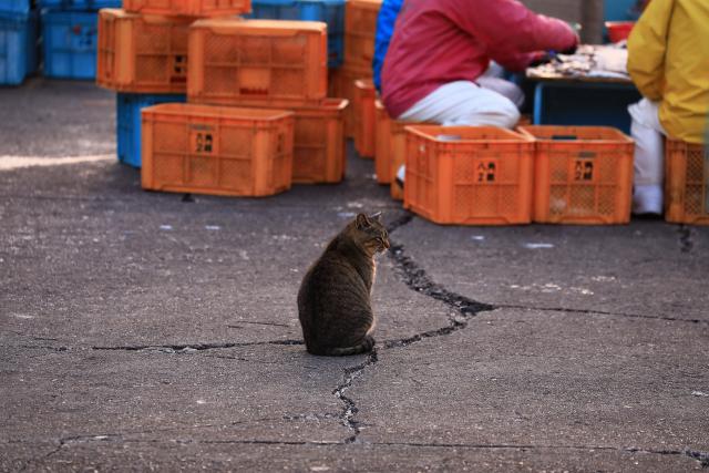 逢井漁港の猫たち