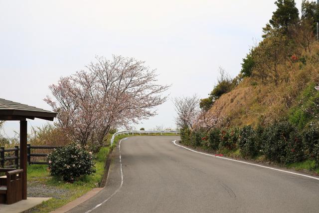 みかん海道に桜咲く