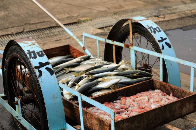 箕島漁港はリヤカーでお魚を運びます。