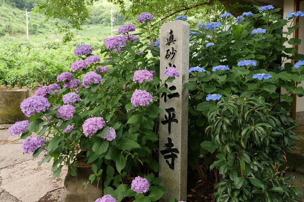 仁平寺の紫陽花、咲いてます。