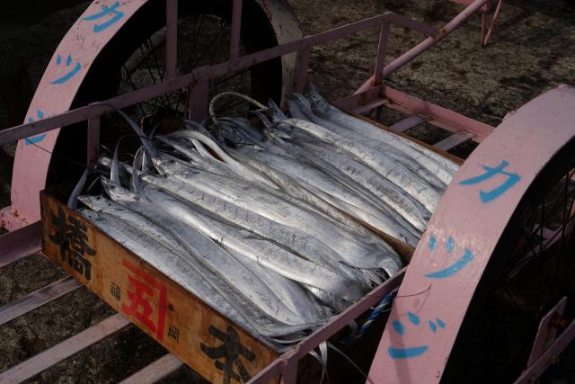 箕島漁港はリヤカーでお魚を運びます。