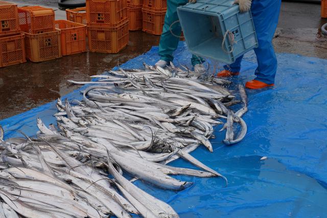 太刀魚漁獲量日本一の有田です。